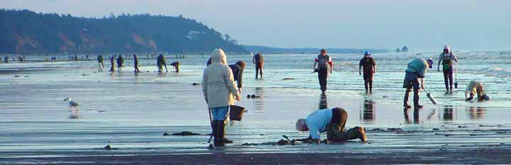 Digging for Razor Clams on Washington coast
